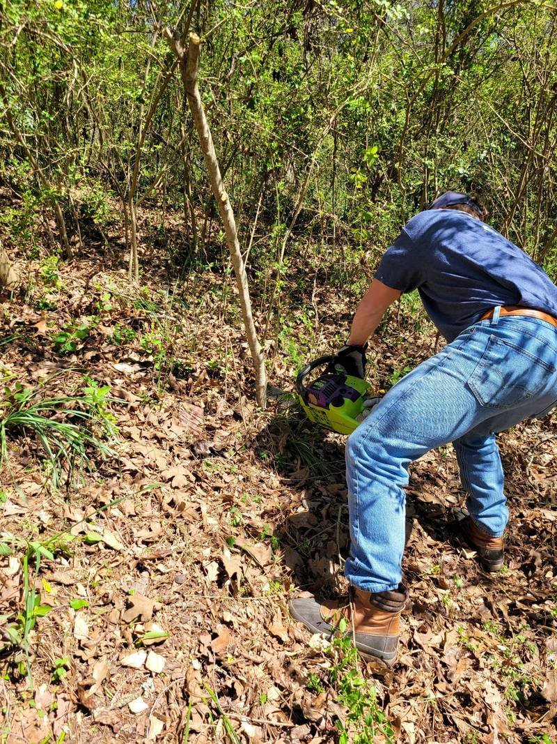 A worker clearing brush and undergrowth on a steep wooded slope